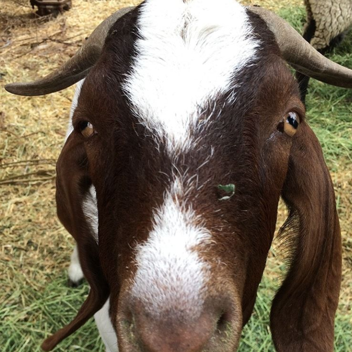 Brown and white goat with horns, floppy ears, looking at the camera.