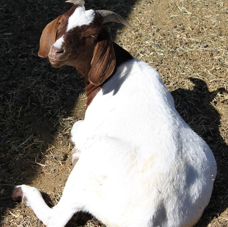 A white and brown goat rests in the dirt, sunbathing. It has small horns and closed eyes.