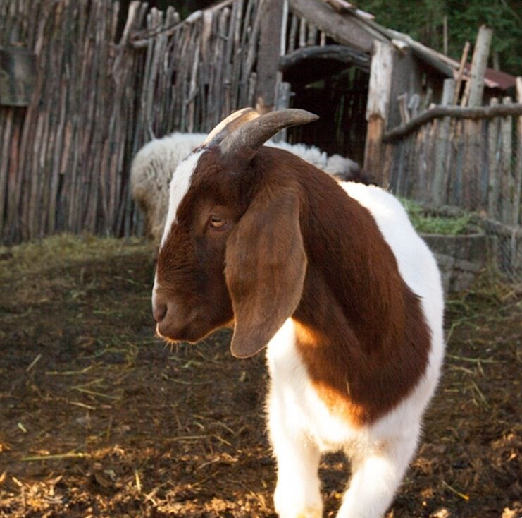 Brown and white goat with horns standing near a wooden fence and shed.
