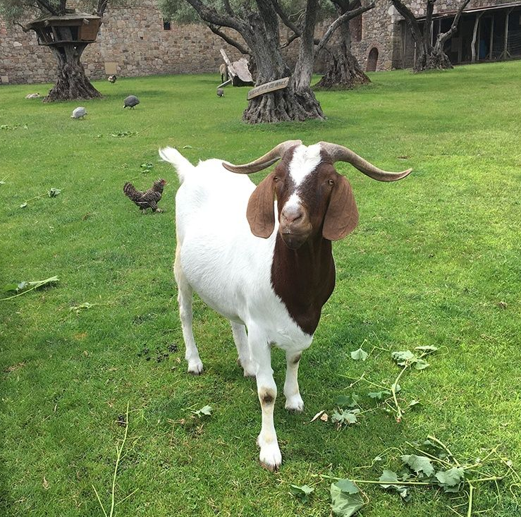 Goat with brown head and horns stands on green grass. Chickens and trees in the background.