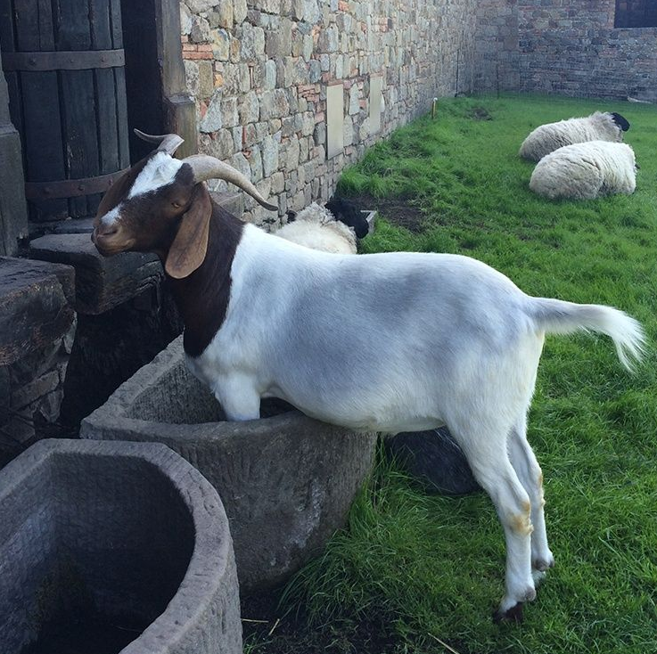 Goat with brown head and white body, standing in stone trough near a stone wall and grass with sheep.