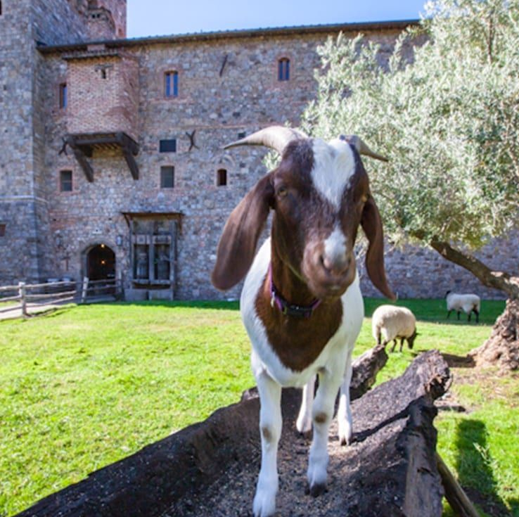 Goat with brown and white markings stands on a wooden trough near stone building and sheep.