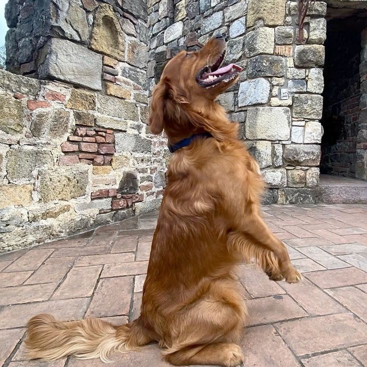 Golden retriever sits up, begging with mouth open, blue collar, against stone wall and tiled ground.