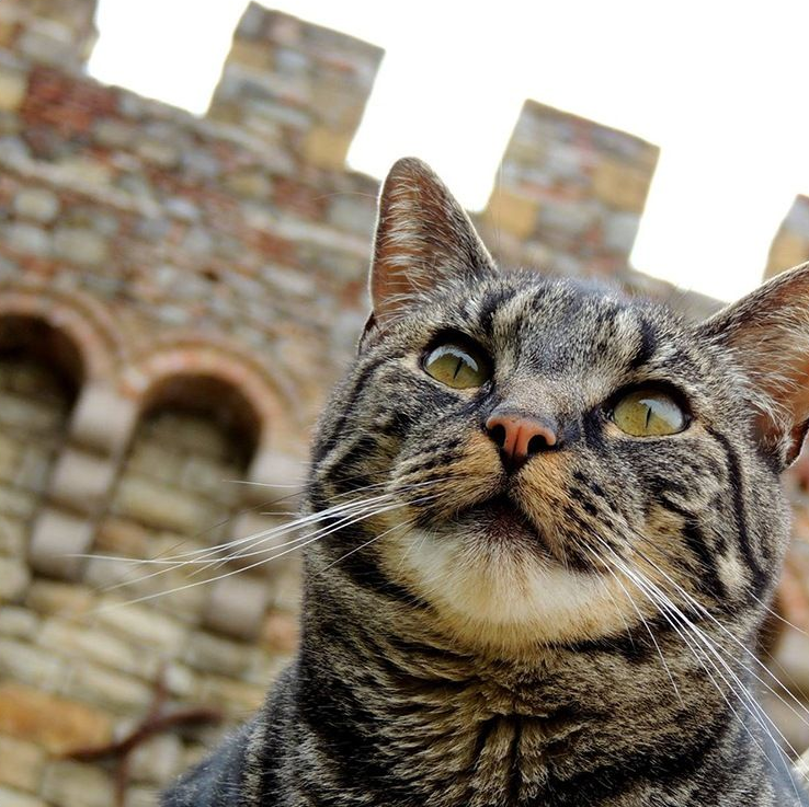 Tabby cat looking up, brick building background.