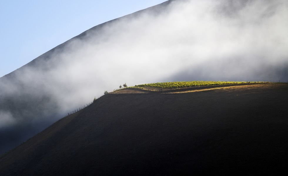 Vineyard on a hillside, lit by sunlight, partially obscured by low-lying fog, against a blue sky.