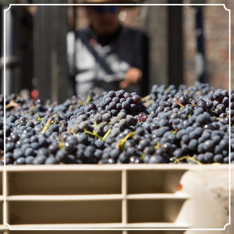 Harvest bin filled with freshly picked grapes.