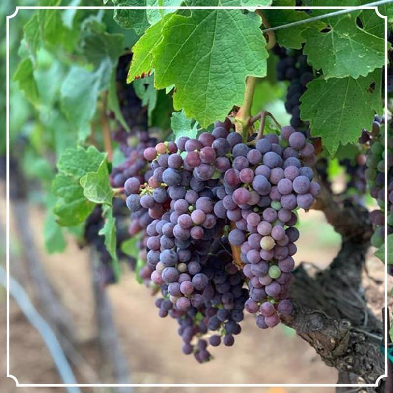 Close-up of ripe grapes on the vine.