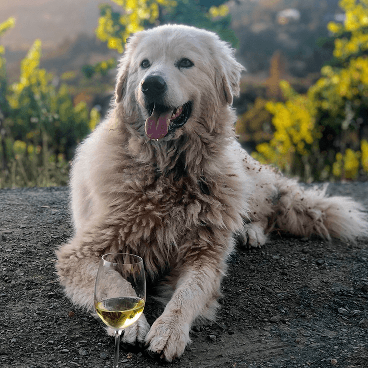 Large, white dog with a glass of white wine resting on gravel in front of a blurred natural setting.