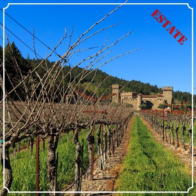 Vineyard rows leading to Castello di Amorosa estate.
