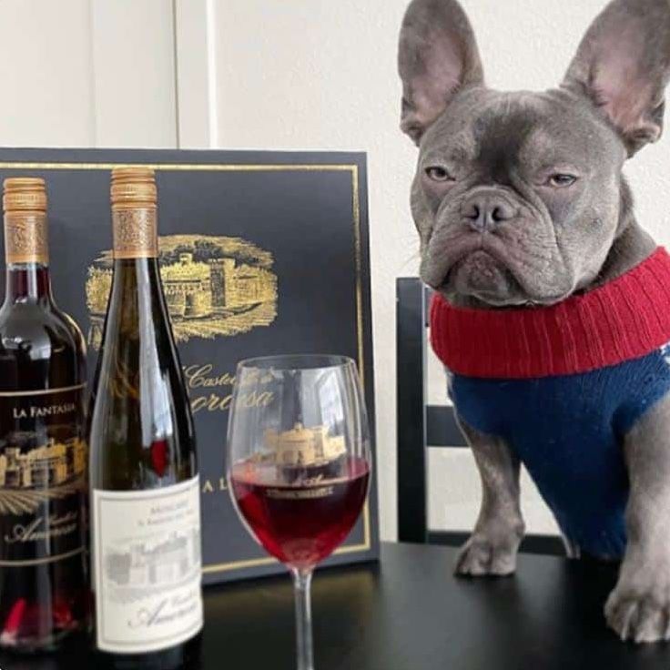 French bulldog in sweater with wine and bottles; looking unimpressed.