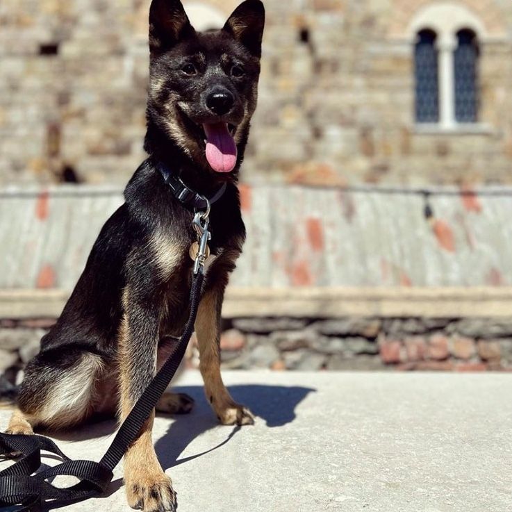 Black and tan dog, panting with tongue out, sitting on a stone surface with a leash, in front of a stone building.