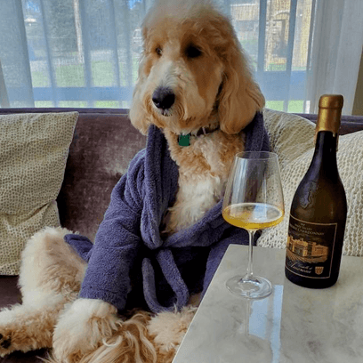 Golden doodle dog in purple robe, relaxing on a couch next to a glass and bottle of wine.