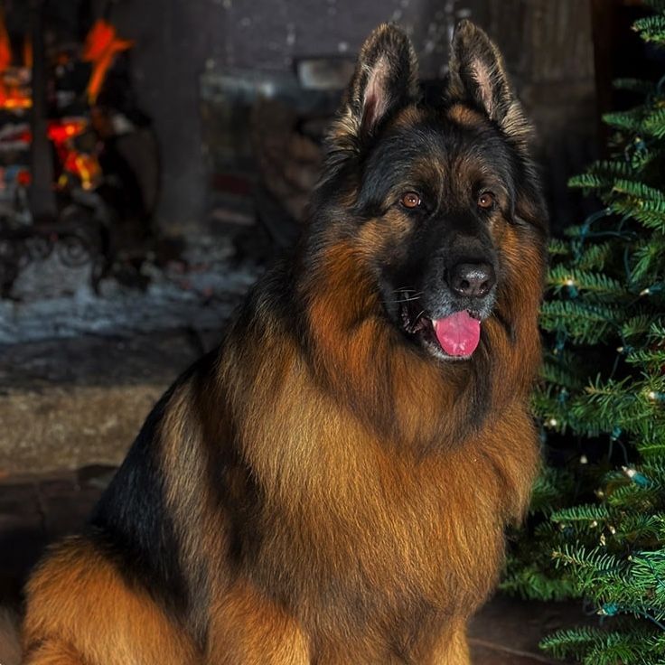 German Shepherd dog with long fur sits near a Christmas tree and fireplace, tongue out.