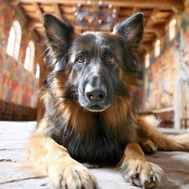 German Shepherd dog, black and tan, lying down inside a building with ornate walls, looking at the viewer.