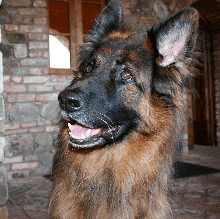 German Shepherd dog with black and tan fur, panting, inside a brick building.