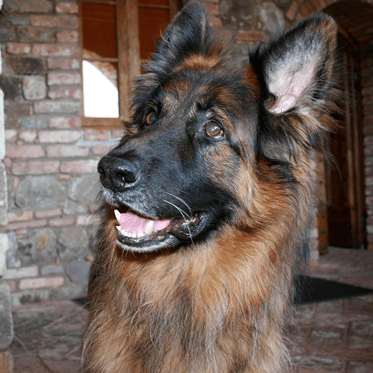 German Shepherd dog, brown and black fur, smiling, standing inside a stone building.