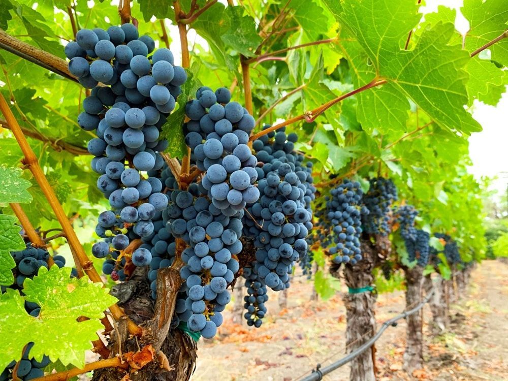 Dark blue grapes hanging on vines in a vineyard.