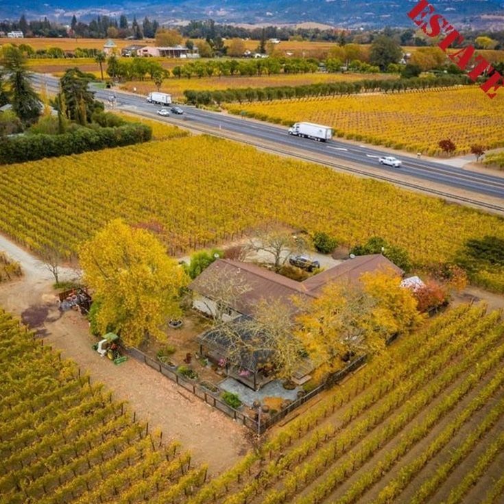 Vineyard and house surrounded by yellow autumn foliage, near a highway.