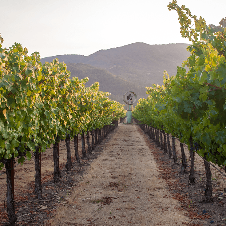 Vineyard path flanked by rows of green grapevines, with mountains in the background under a sunny sky.