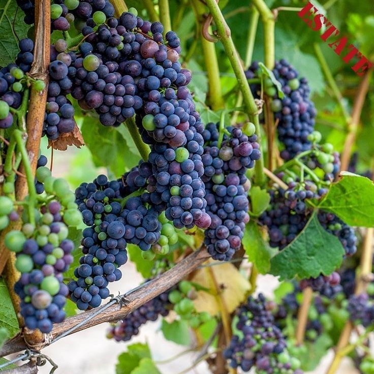 Clusters of dark purple grapes on a vine with green leaves and stems.