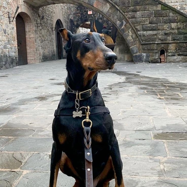 Black and tan Doberman sits on stone pavers, looking up with a leather harness and leash, in front of a stone archway.