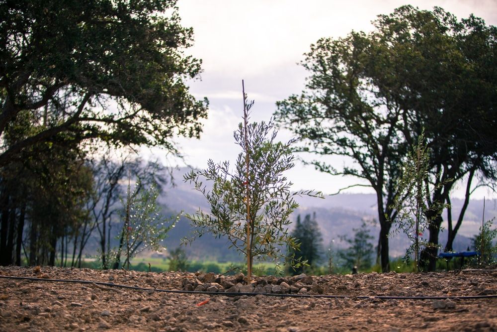Olive tree planted at Castello di Amorosa