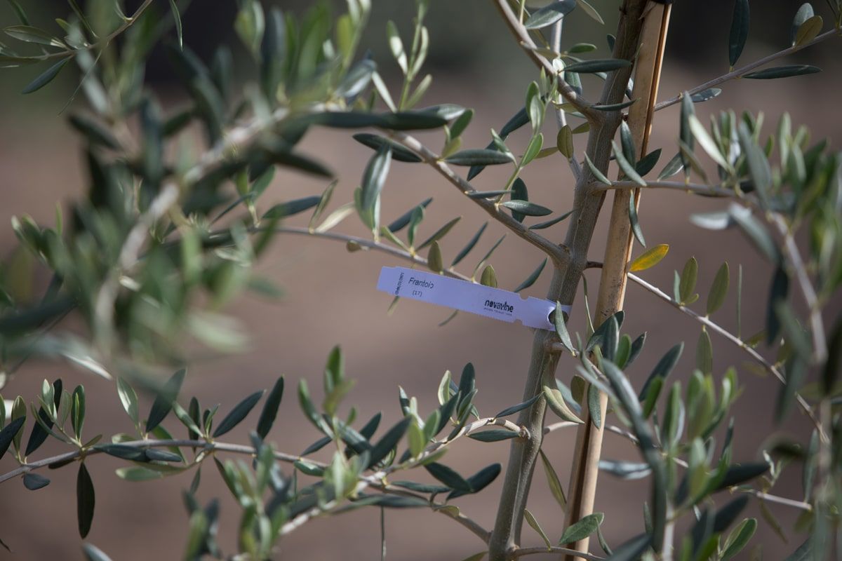 Olive tree varietals at the castle