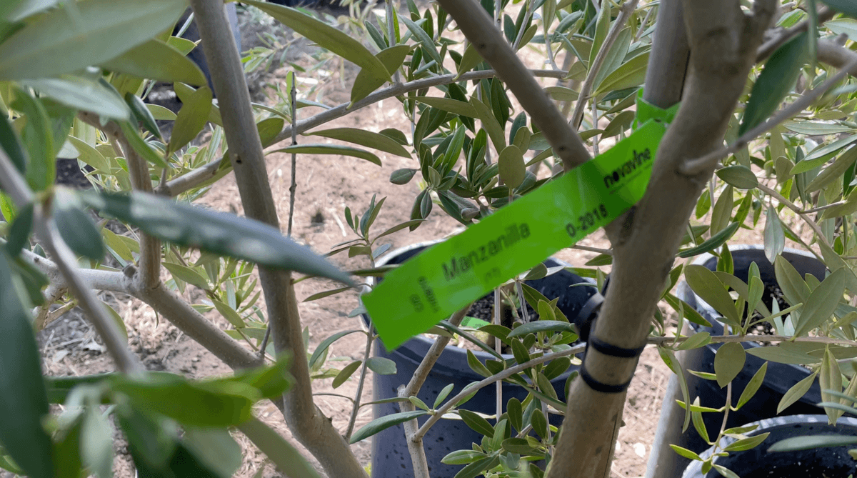 Olive tree varietal overview