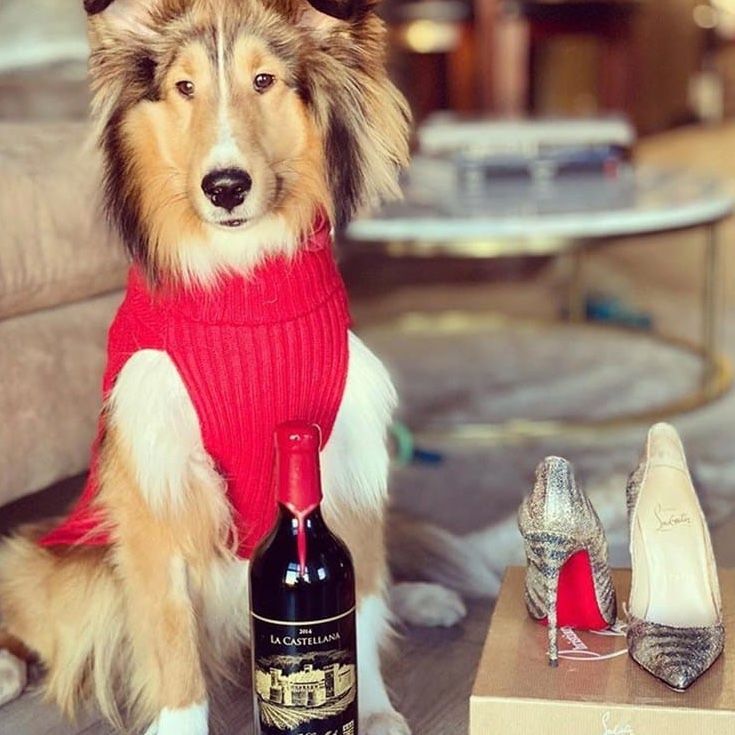 Collie dog wearing a red sweater sits next to a wine bottle and heels.