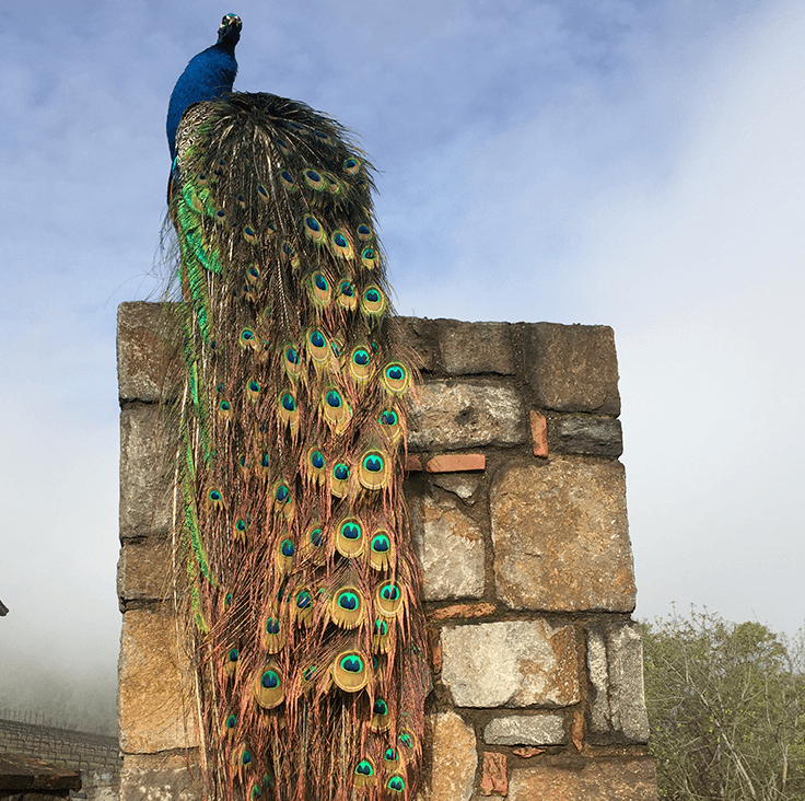Peacock with long train of feathers perches on a stone structure against a cloudy sky.