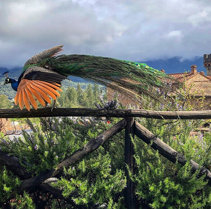 Peacock with feathers spread perches on a wooden fence, orange and green plumage, cloudy day.