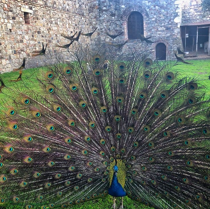 Peacock with a fanned tail displays its feathers on green grass in front of a stone building.