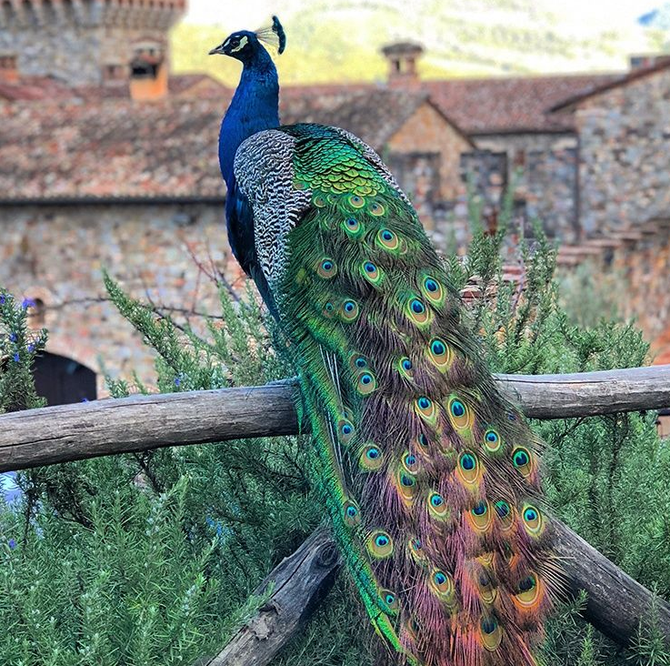 Peacock with iridescent blue, green, and gold feathers perched on a wooden fence, with a castle in the background.