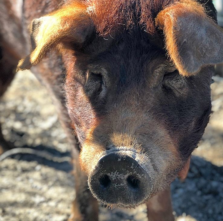 Brown pig with floppy ears, looking at the camera. Sunlight illuminates its face and snout.