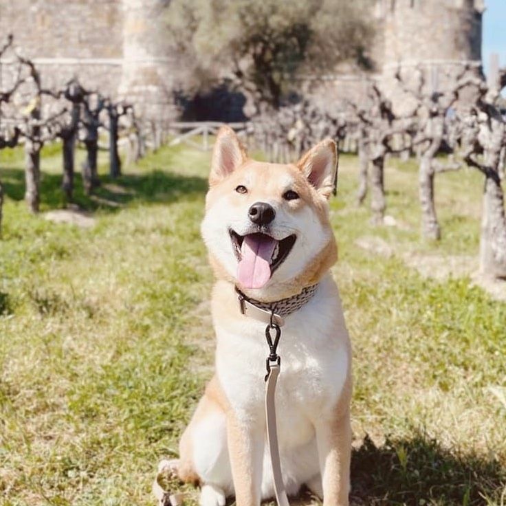 Smiling Shiba Inu dog on leash in a vineyard. Brown and white fur, open mouth, sunny day.