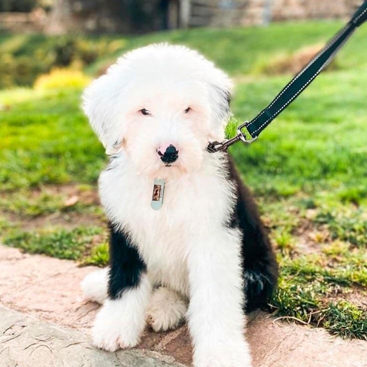 Fluffy black and white Old English Sheepdog puppy sits on a stone path, held by a leash.
