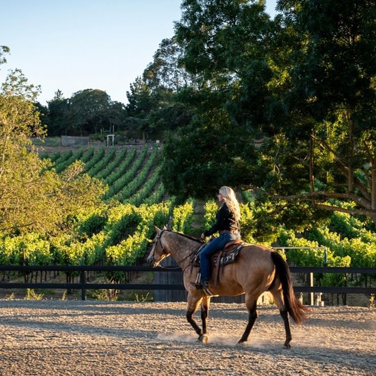 Woman riding a horse in a dirt arena, vineyard in background.