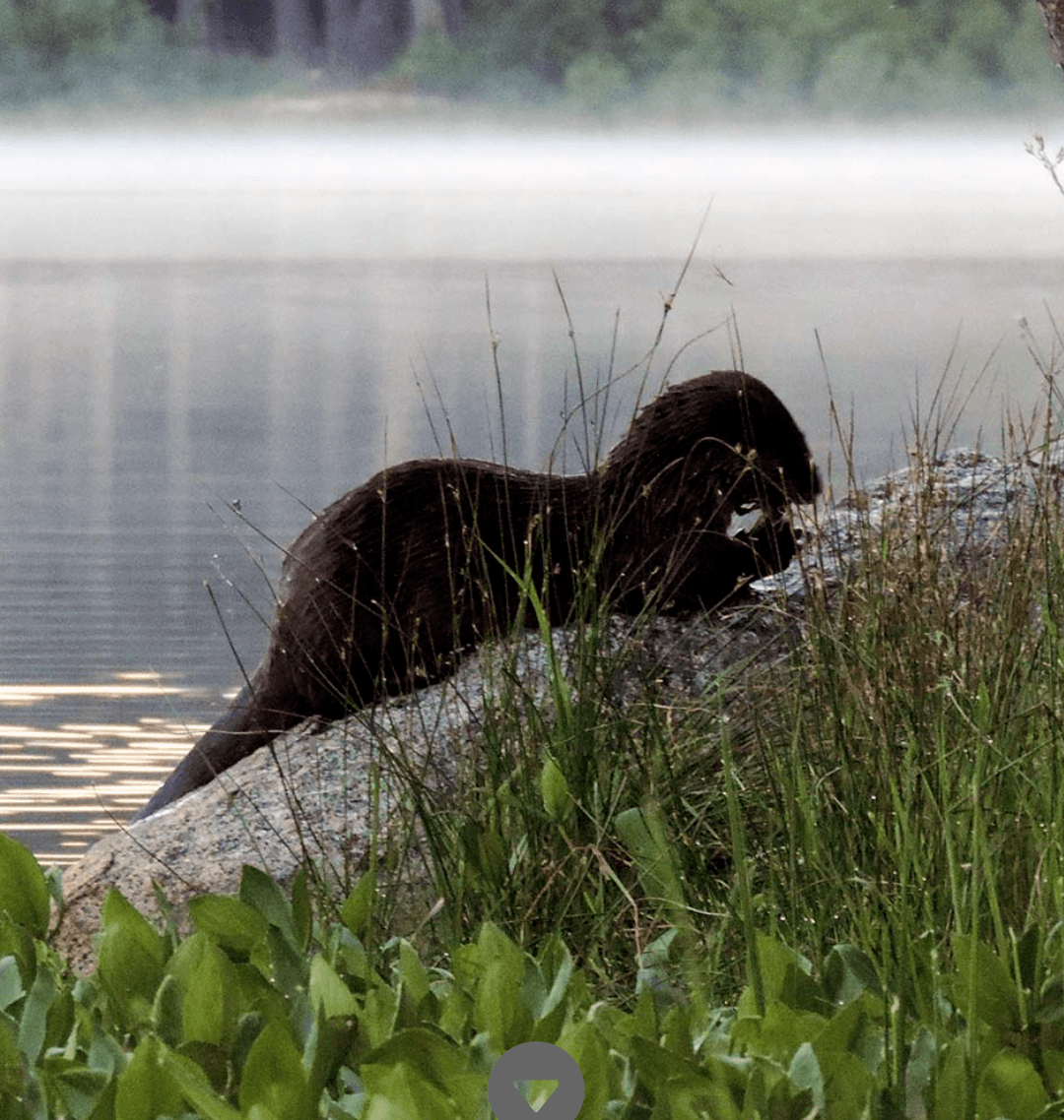 River otter resting on a log near water with misty background.