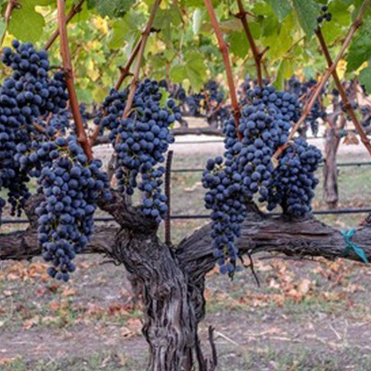 Grape vines laden with dark purple grapes in a vineyard.
