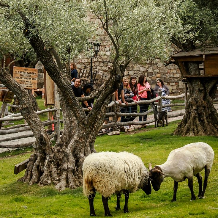 Two sheep grazing near a tree, with people watching from behind a fence in a grassy area.