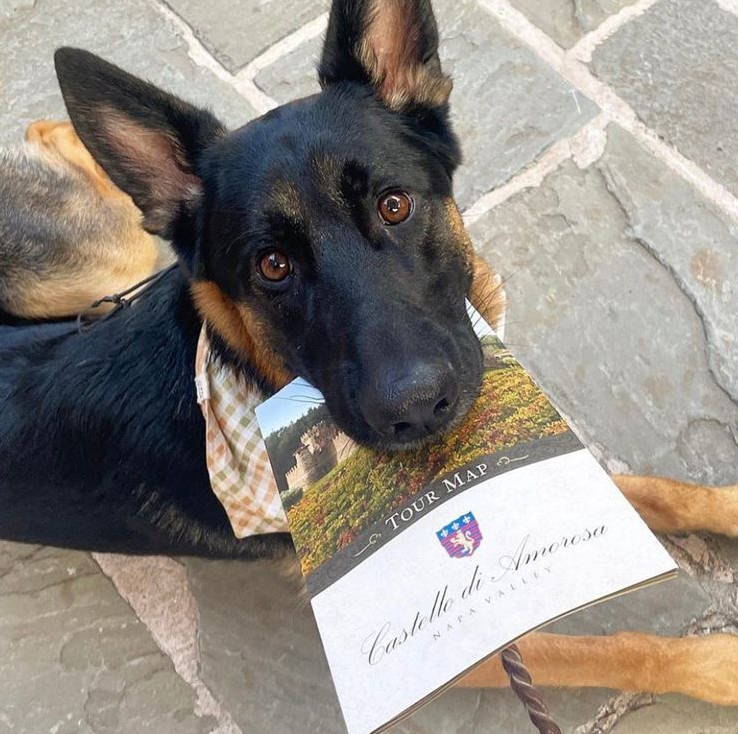 Black and tan German Shepherd holding a 