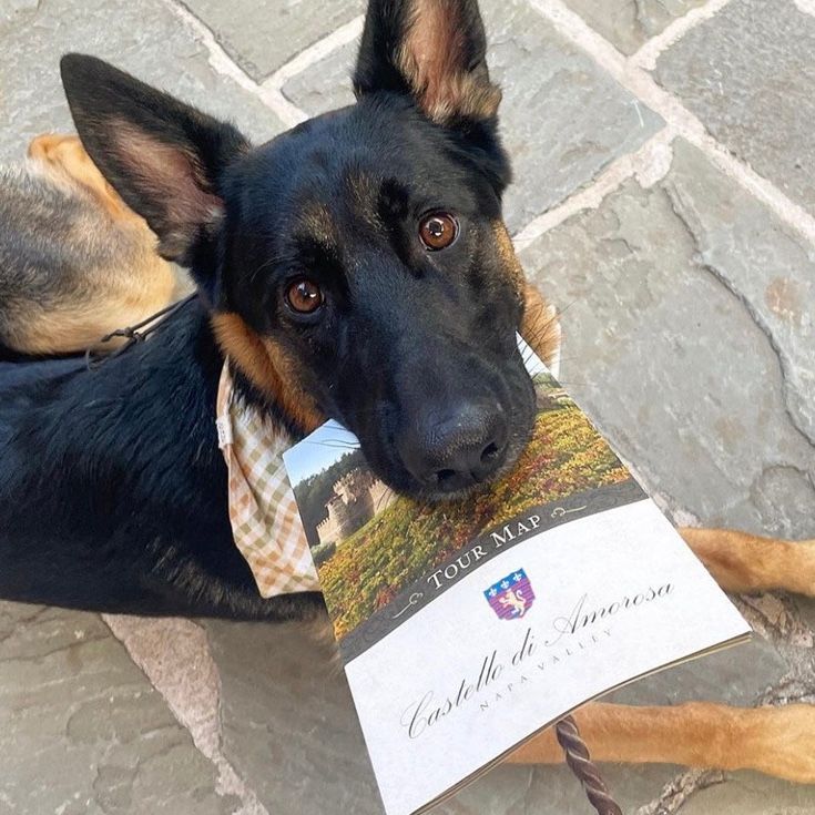 German Shepherd dog holding a tour map, sitting on stone tiles.