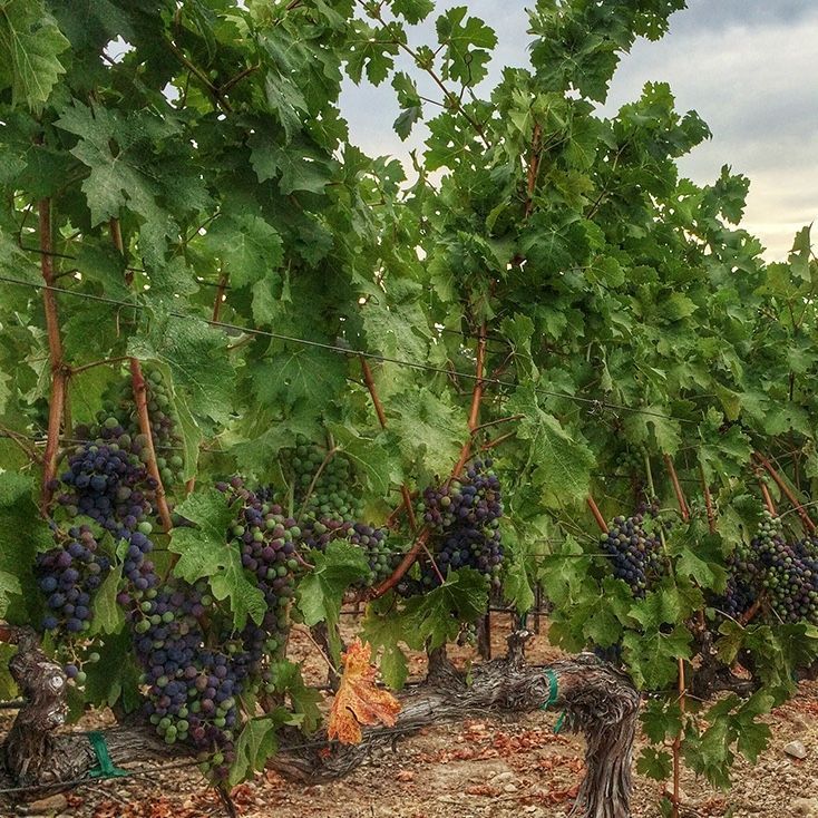 Grape vines laden with dark purple grapes in a vineyard; cloudy sky.