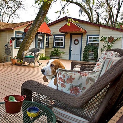 A brown and white basset hound sits on a wicker chair on a wooden deck in front of a cottage.