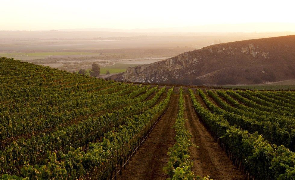 Vineyard with rows of grapevines, green leaves, brown soil, mountain background, golden sunlight.