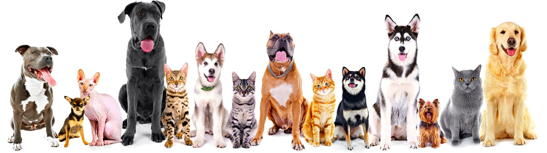 Humane Society Lea County, New Mexico 5753906134