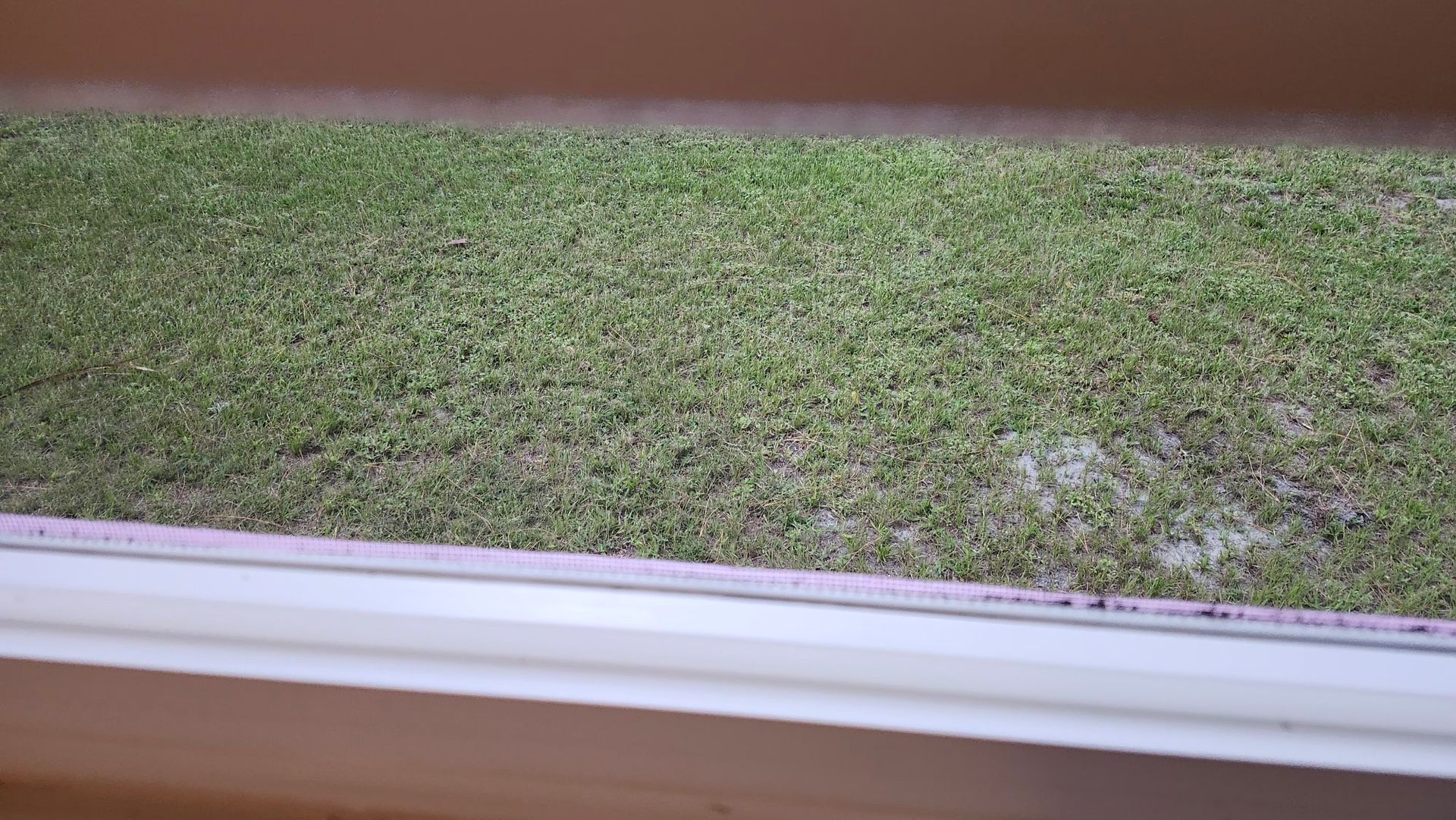 View through a window of a grassy yard with a small white patch near the ground.