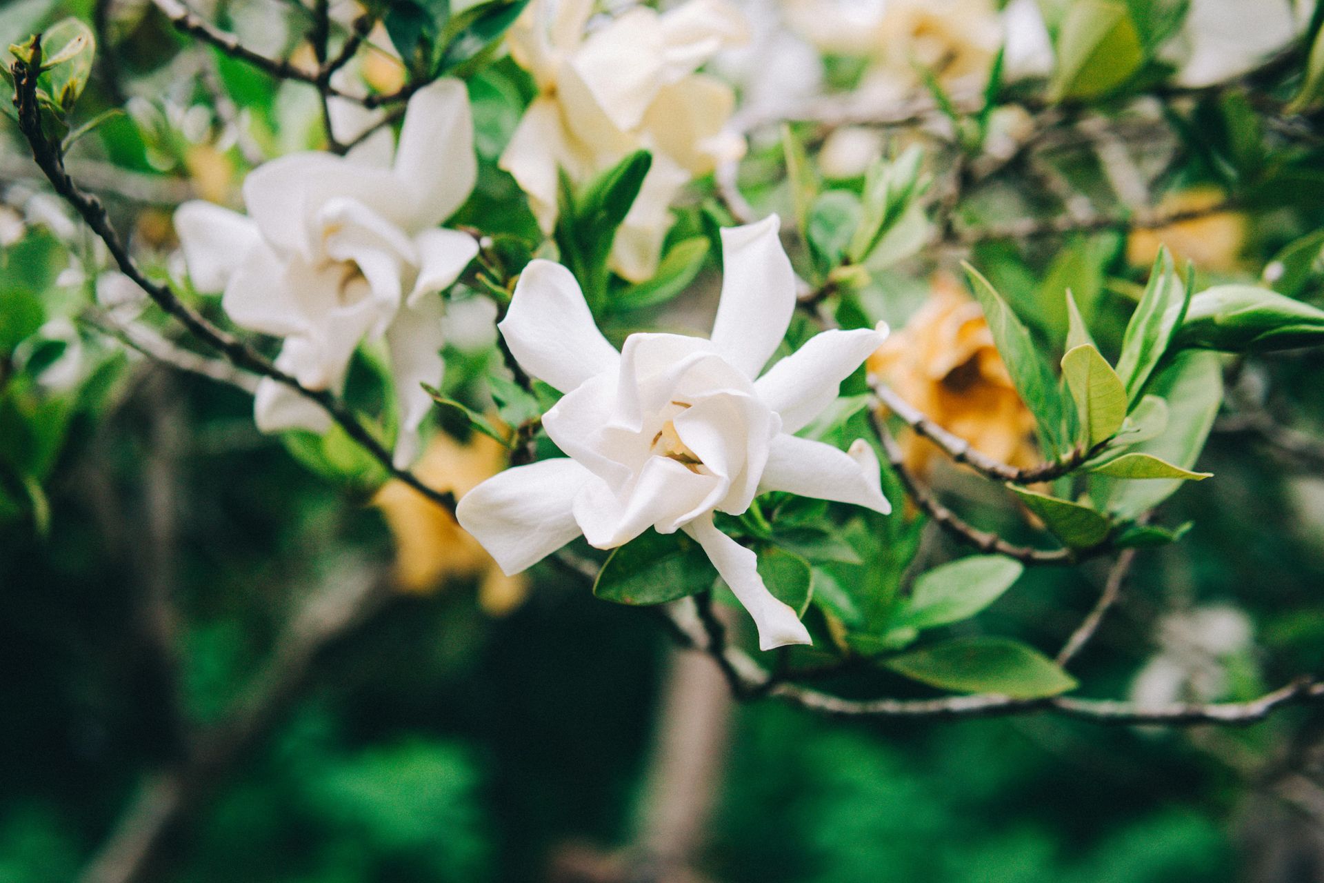 White gardenia flowers bloom on a bush, surrounded by green leaves and a blurred background.