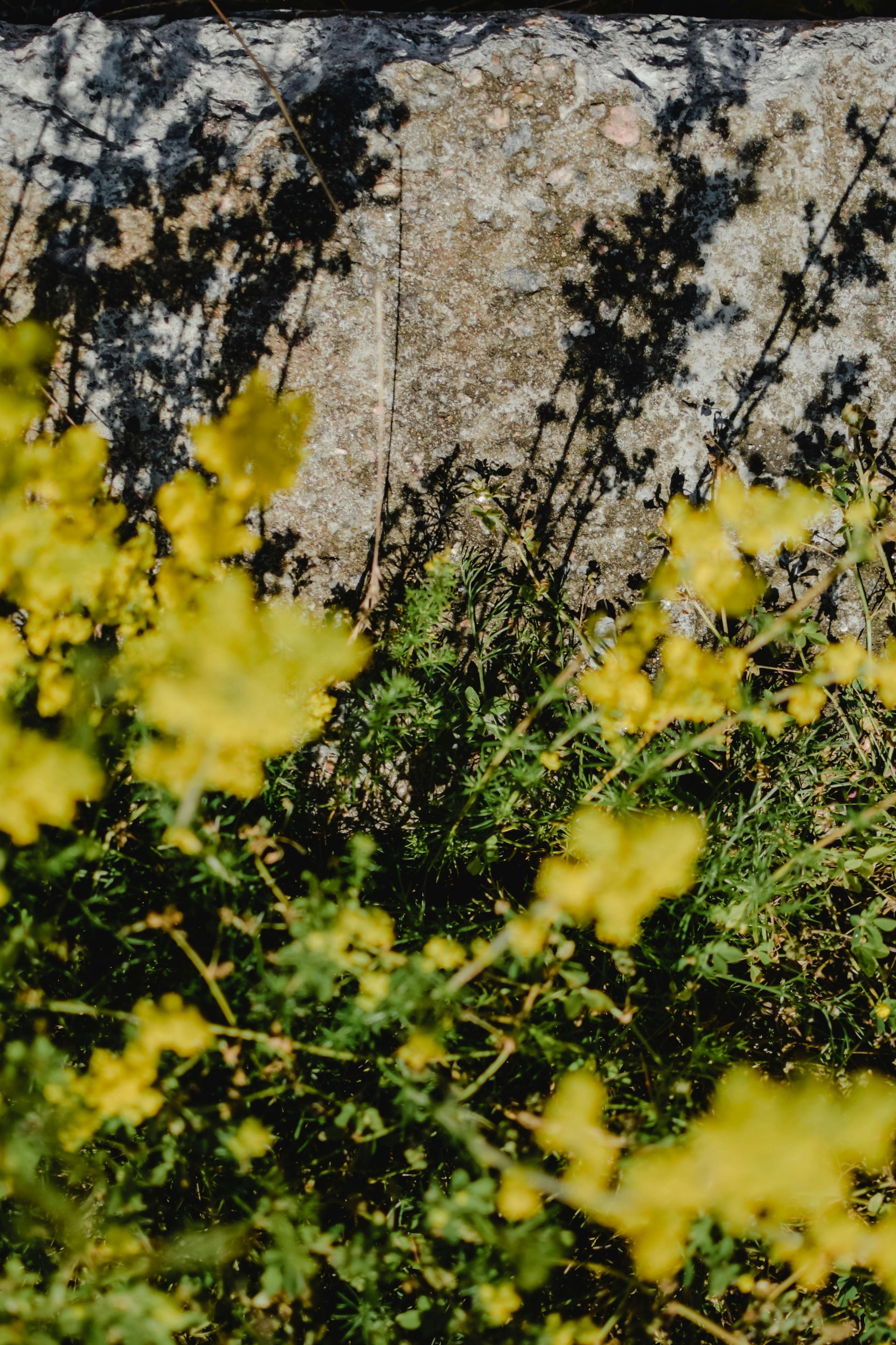 Yellow flowers in foreground with green foliage below shadows on a gray stone surface above.