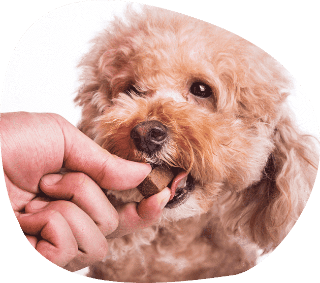A Person is Feeding a Small Brown Dog a Treat — Pet Medical Centre in Dubbo, NSW